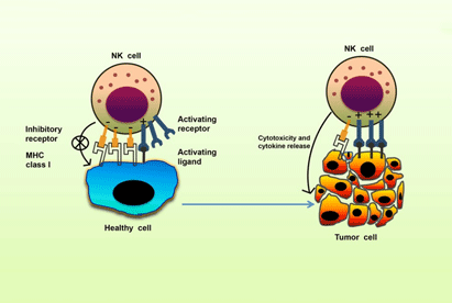 Natural Killer cell (NK)