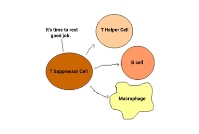 T Suppressor Cell