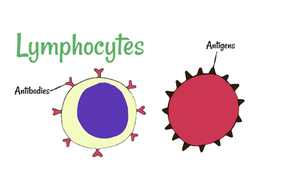 T-helper Cells (Lymphocytes)