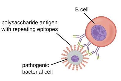 β-Cell